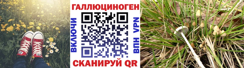 Псилоцибиновые грибы MAGIC MUSHROOMS Купить где Ворсма